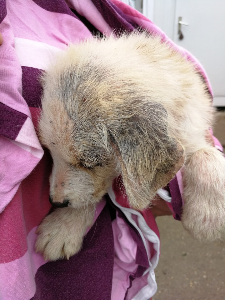 046217861d4d75ba055f9dba530d3fe4.jpg?v=2