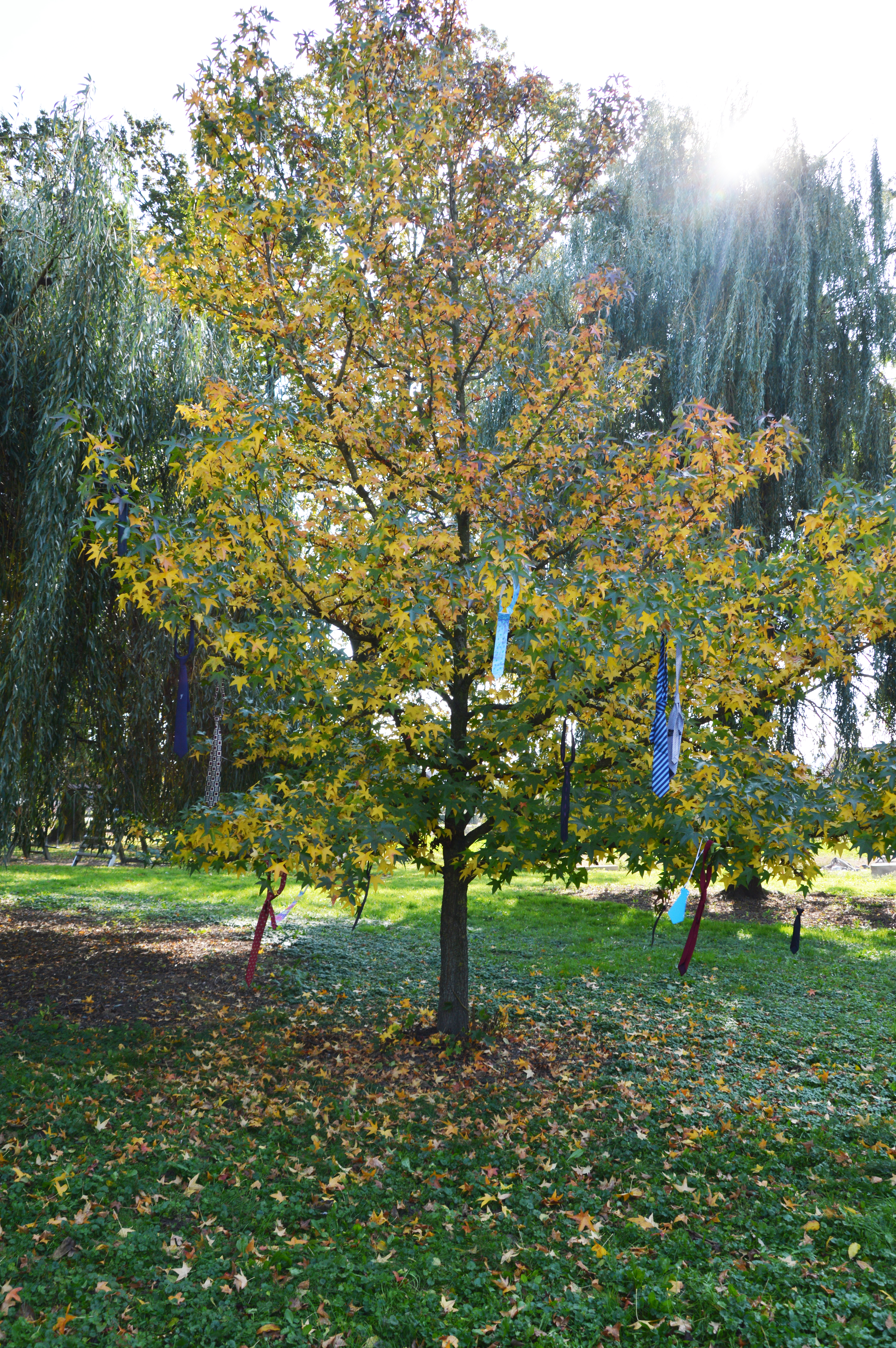 0930cdfd0481e0c6bfc06ee48b4d1bcc.jpg?v=2