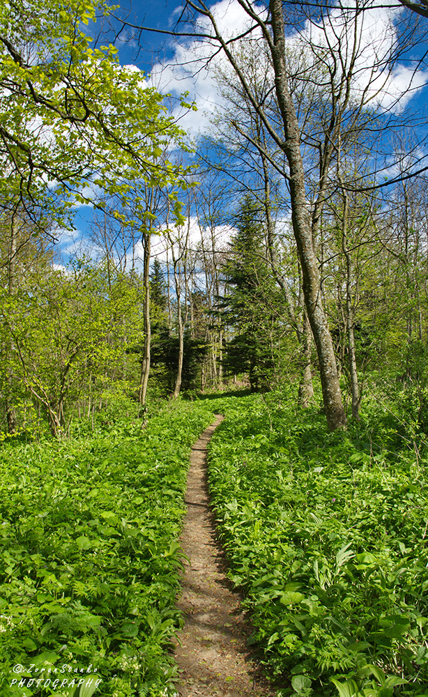 0bb4810101a297ffcd66051ccb233473.jpg?v=2