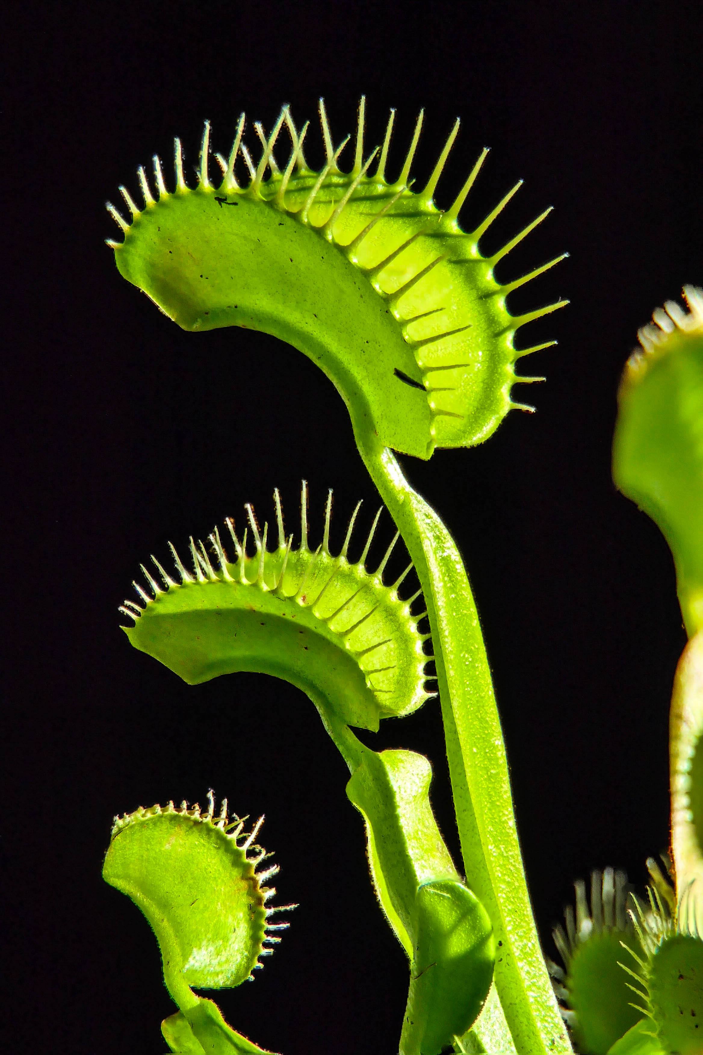 3c4cec27587b4754144bca67511a10c5.jpg?v=1