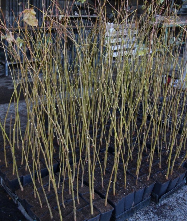 42d019a2dcc6c392a990256684c51c99.jpg?v=2