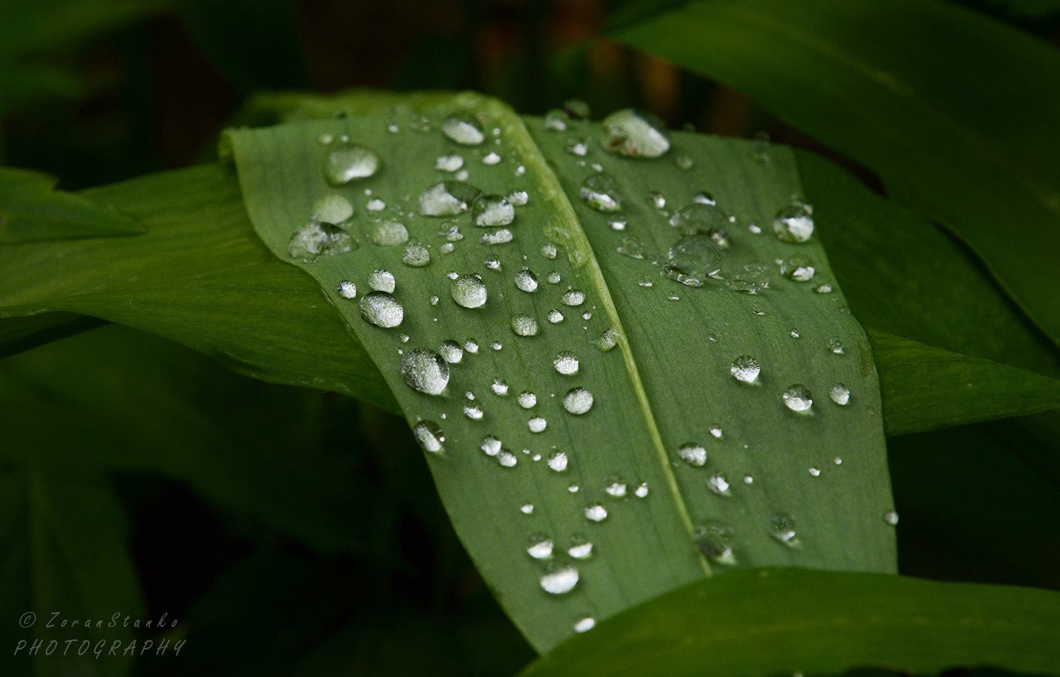 4e408489635bfe17465527d4332a5dd5.jpg?v=2