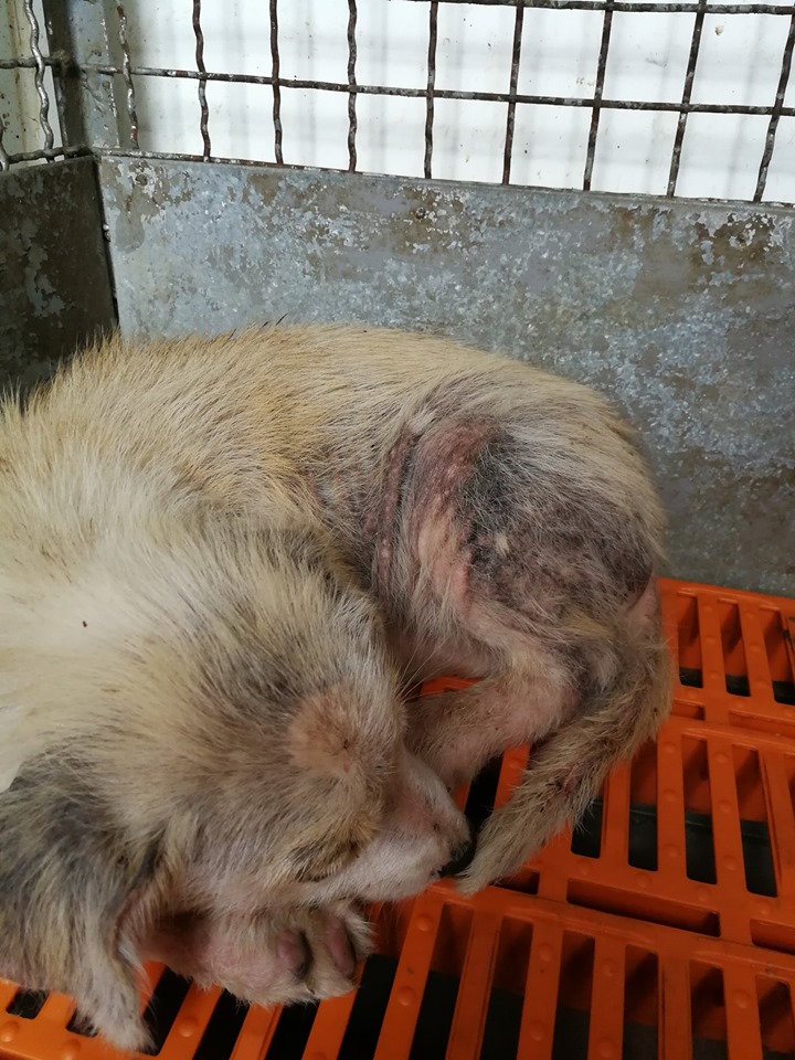 51fbc032491e05c241c0e2787219ae68.jpg?v=2