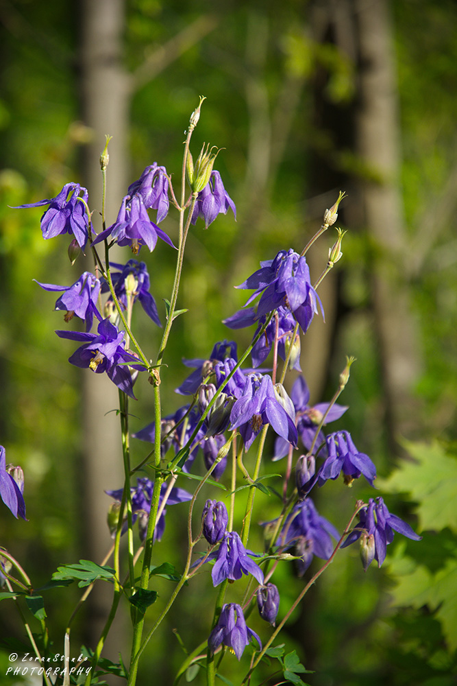 608919e29bb6caf27445ad76a74aed60.jpg?v=2