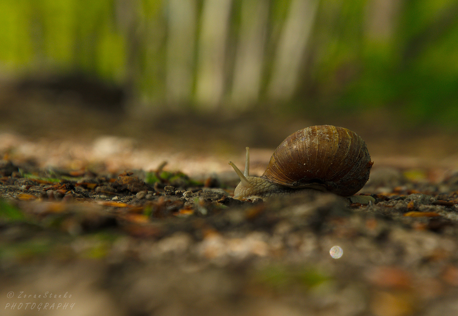 9ceccd548416cfefcacc7f5fcdef5071.jpg?v=2