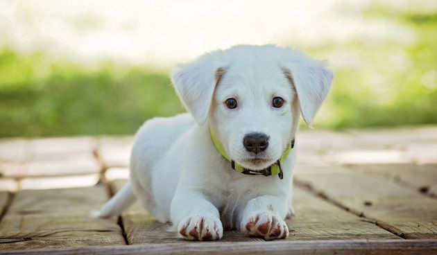 vole li psi kad ih mlatiš