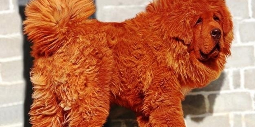 Tibetanski mastif: sve što trebate znati o pasmini tibetanski mastif - RTL ŽIVOT I STIL