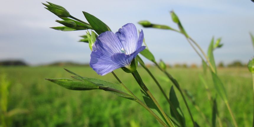Sjemenke lana dokazano ublažuju simptome menopauze, a zdrave su iz ovih nekoliko razloga!