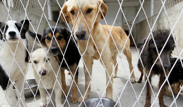 zašto pas majka jede kakicu štenaca