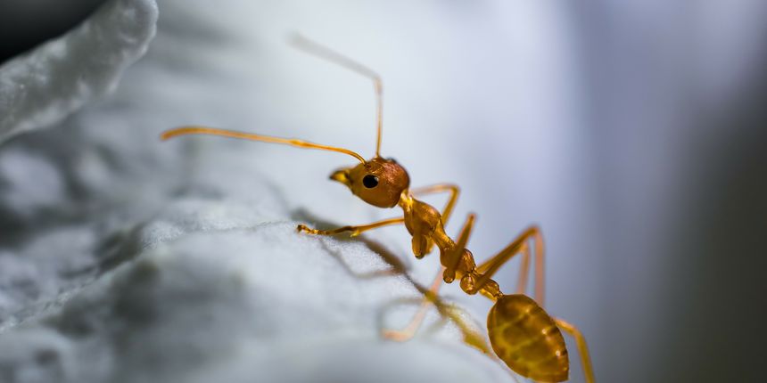 Kako se riješiti mrava? Donosimo nekoliko učinkovitih i prirodnih trikova — eZadar.hr