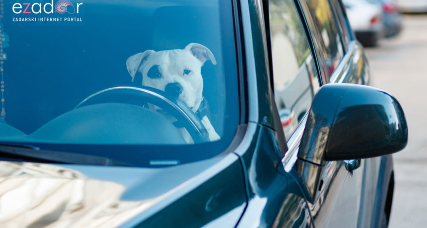 koji veliki psi ne linjaju puno