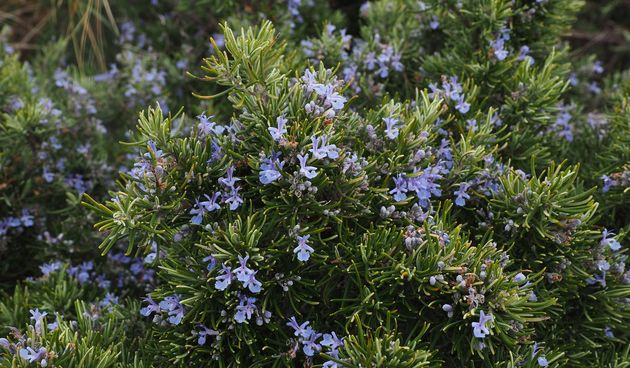 Što je viseći ružmarin i kako ga uzgojiti? - RTL ŽIVOT I STIL