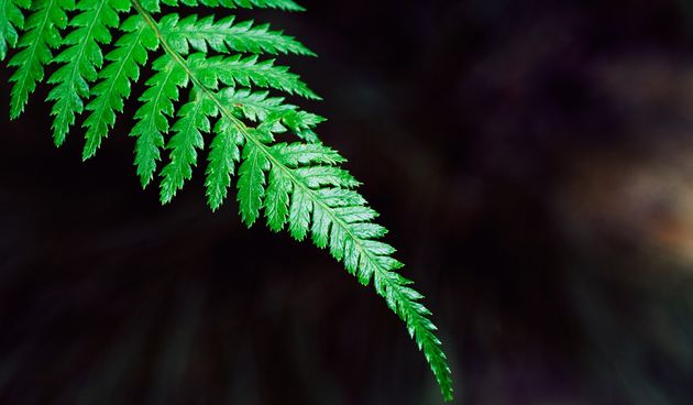 Vrste paprati: saznajte koje sve vrste paprati postoje - RTL ŽIVOT I STIL