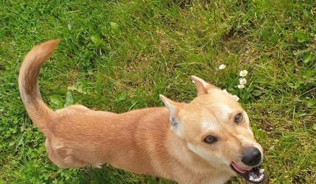 mogu li psi jesti kokice s maslacem