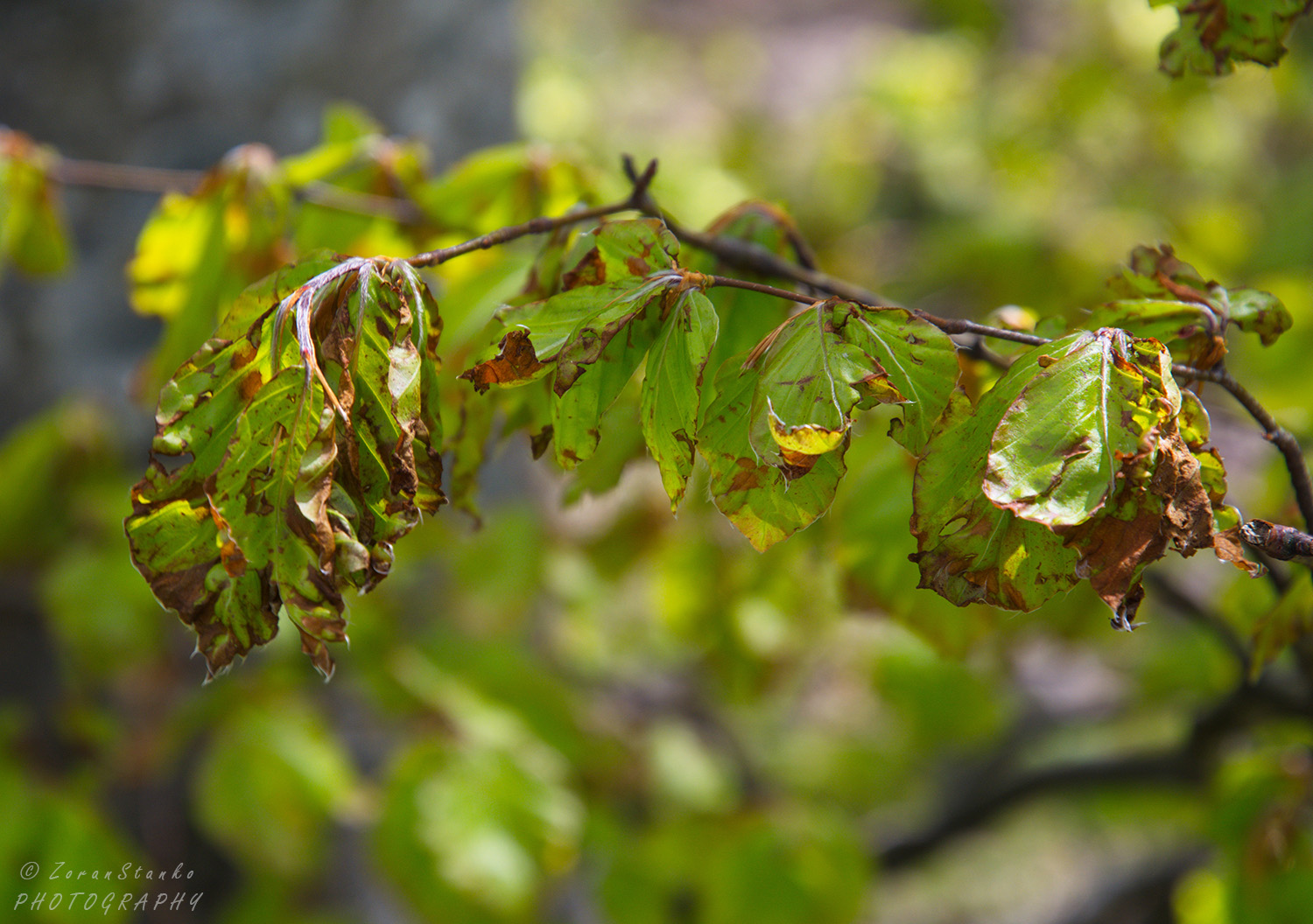 f4da3a744d69a9448bb69824ae16daa3.jpg?v=2